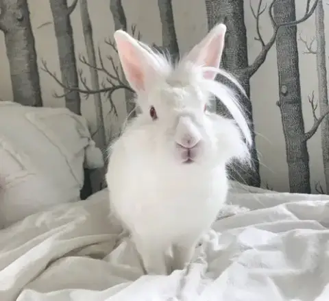 Ears Mckenzie