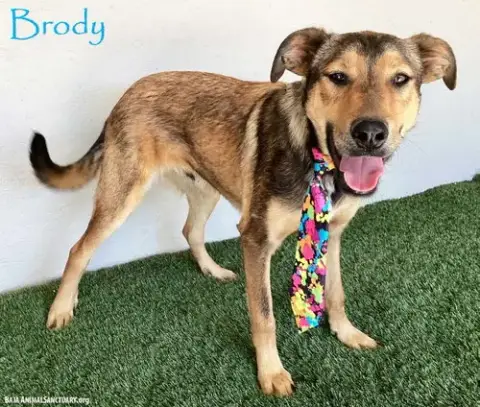 Brody