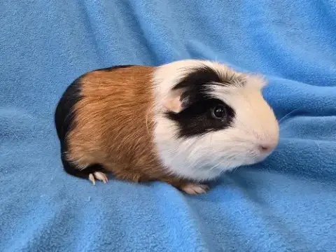 Bugsby & Mai