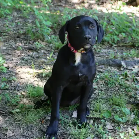 Granny'S Pup Shelley photo 2
