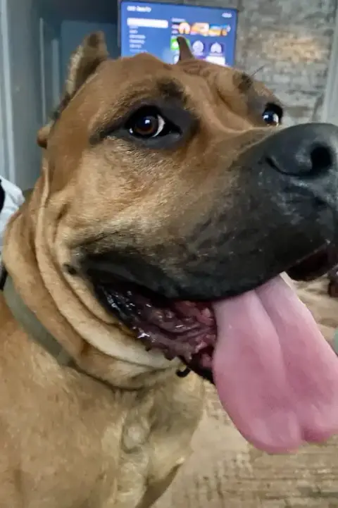 Cane Corso