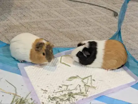 Speedy And Fluffy photo 4