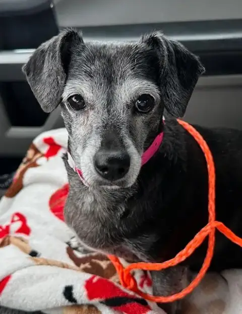 Jasmine photo 3