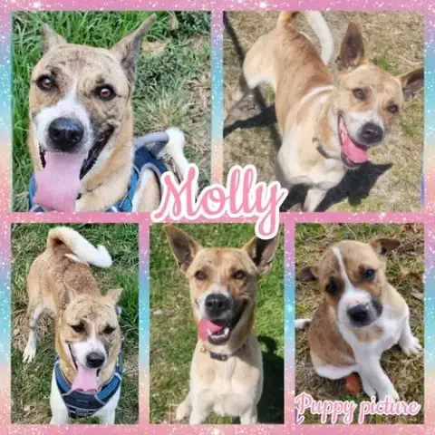 Molly photo 2