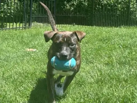 Samson photo 2