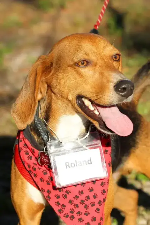 Roland photo 5