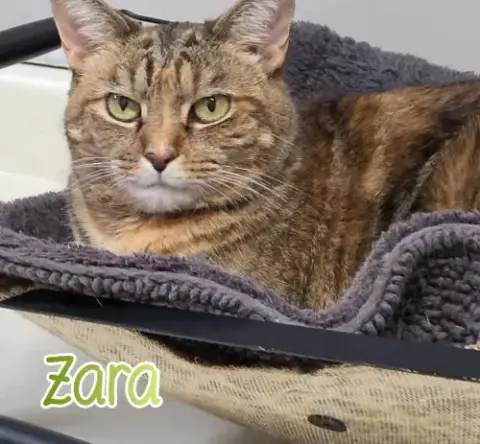 Zara photo 2