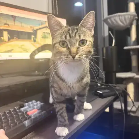 Delgato