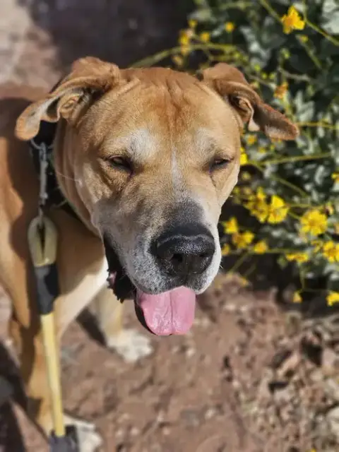 Sampson photo 5