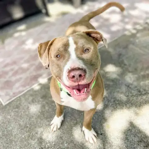 Paulo