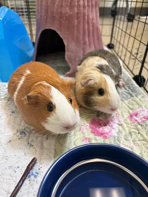 Parsley