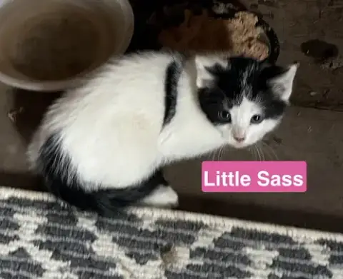Little Sass