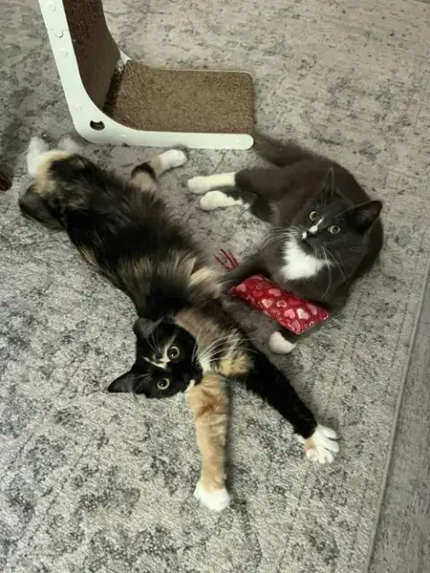 Cookie & Crumb photo 2