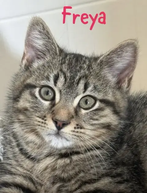 Jiji Aka Freya photo 2