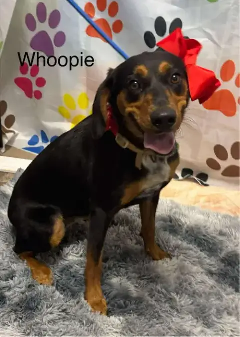 Whoopie
