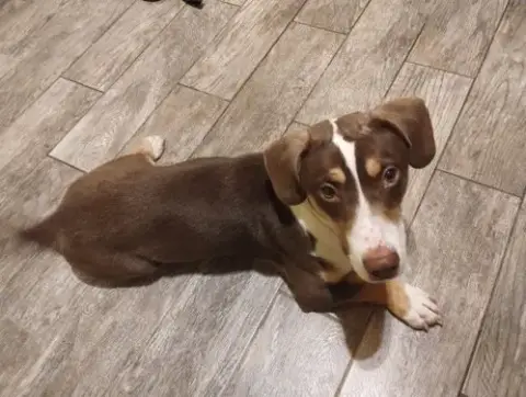 Harlow-Adopted 5/10/26 photo 4