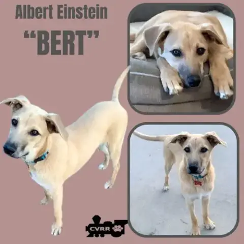 Bert photo 5