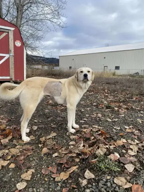 Clementine