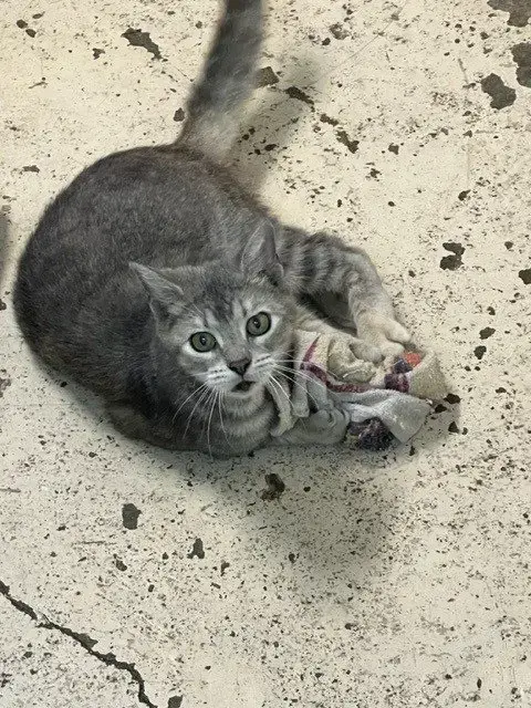 Zoe