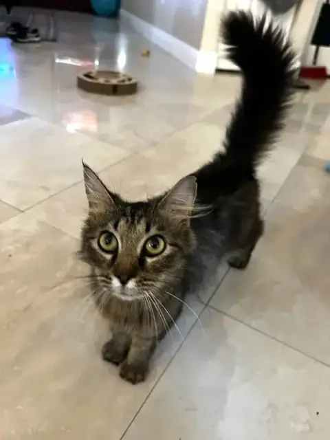 Peaches *