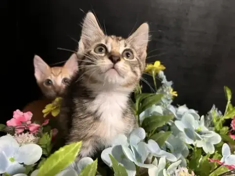 Adoption-Read First