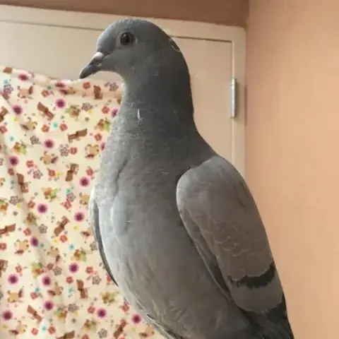 Kora 004