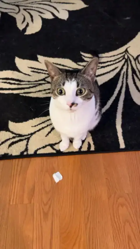Rosie photo 4