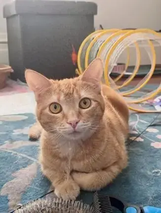 Dorito