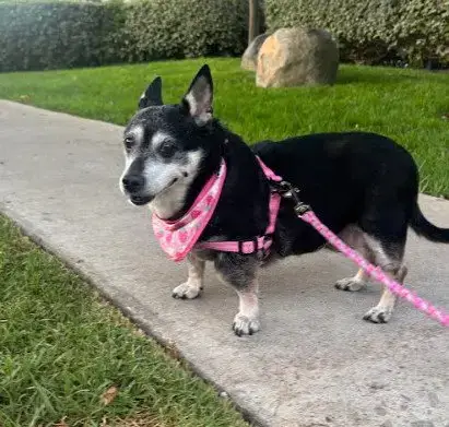 Willow photo 4
