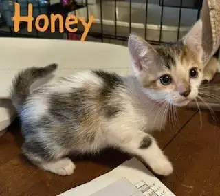Honey photo 4