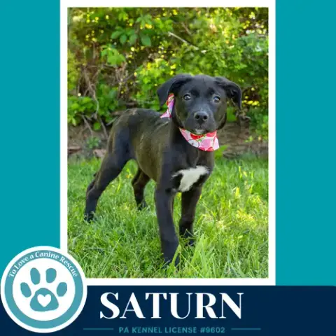 Saturn photo 2