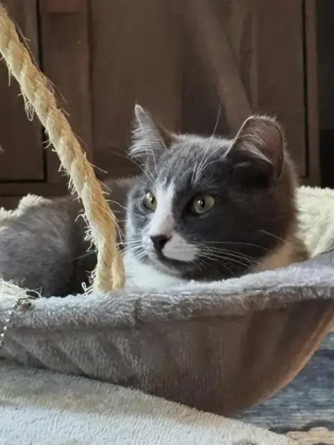 Nova