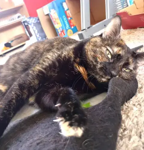 Mimo