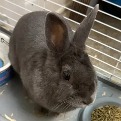 Mabel photo 3