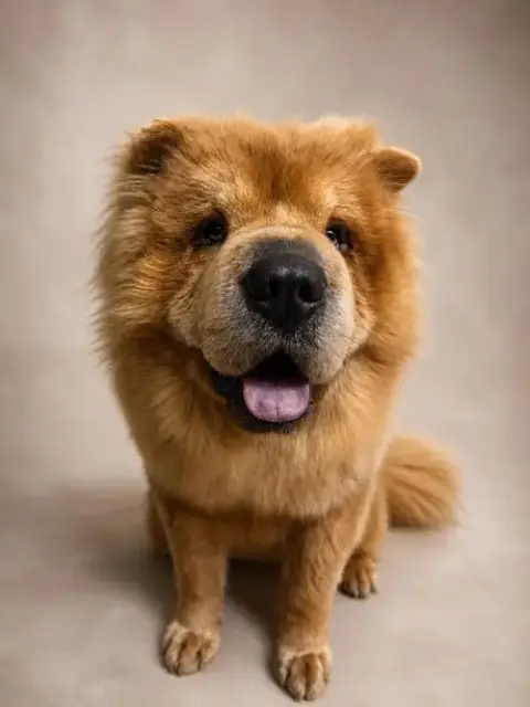 Oso