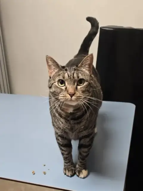 Ivy -Lovely Girl