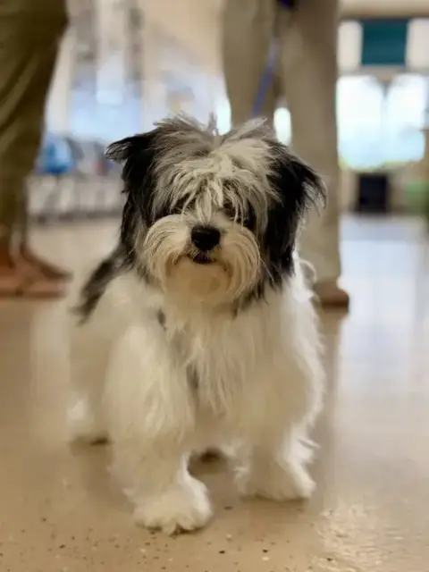 Tater Tot photo 2