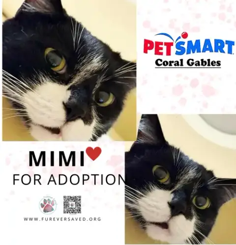 Mimi And Pepito photo 5