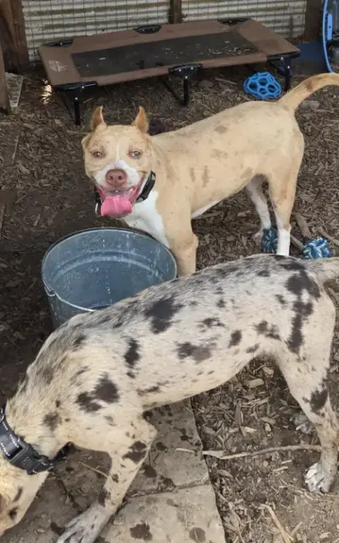 Aurora: At Shelter photo 2