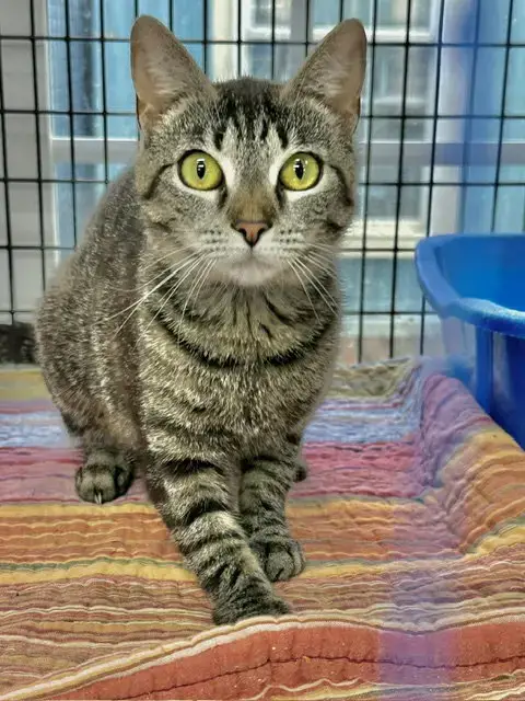 Jeanie Stripes