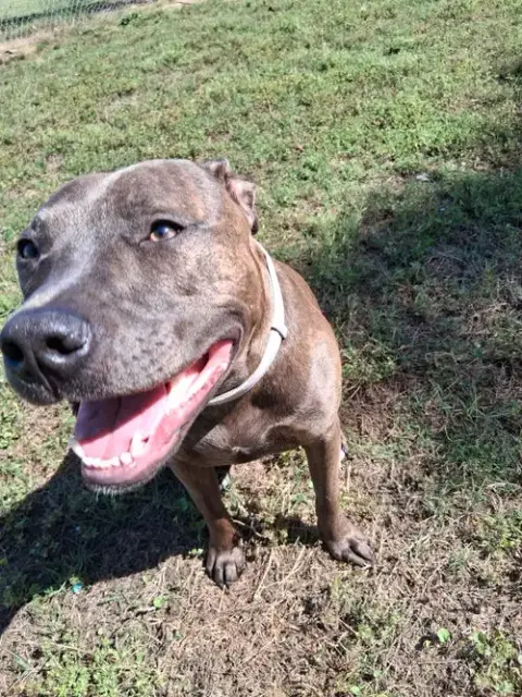 Athena The Pittie photo 4