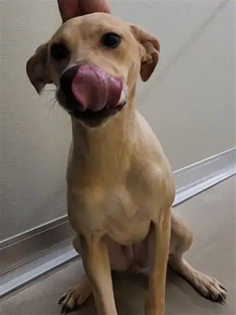 Stella