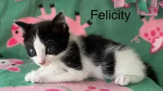 Felicity photo 2