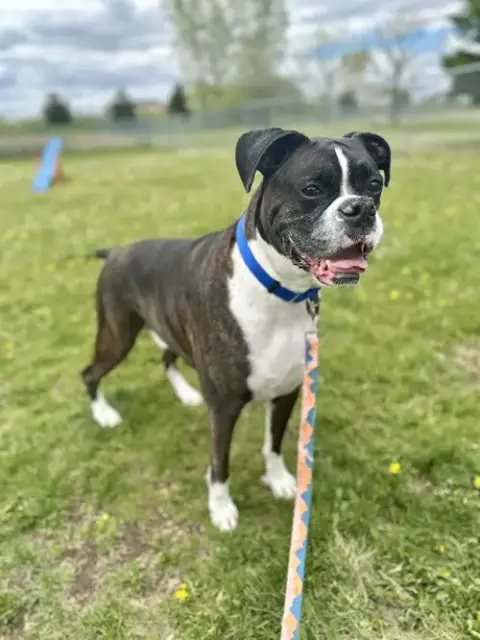 Cody *Adoption Pending*