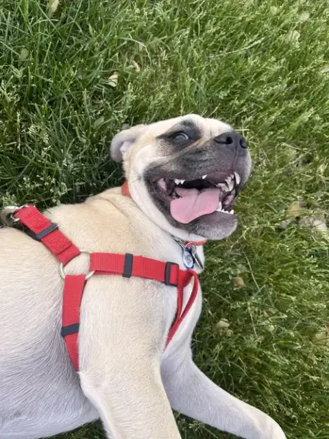 Puggles photo 3