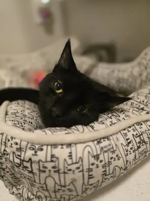 Frank photo 2