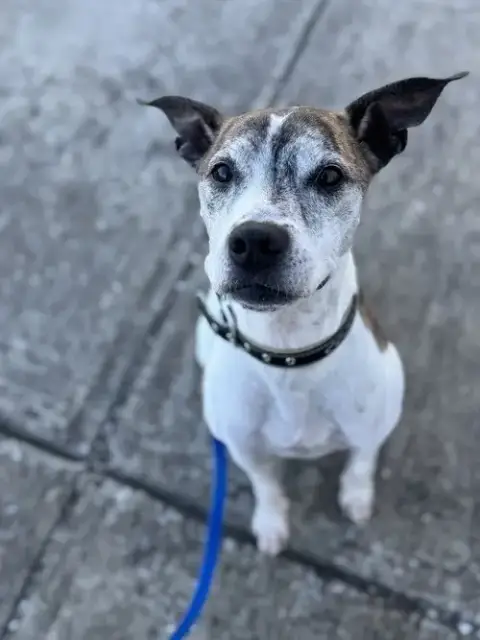 Tyson photo 2