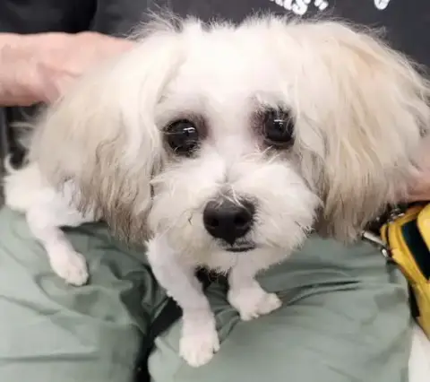 Matty * Adopt* photo 2