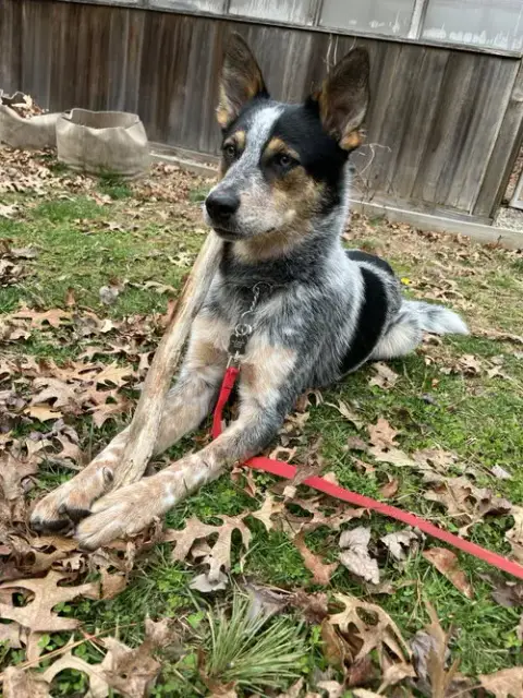 Banjo photo 2