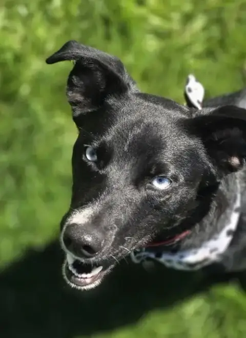 Azula photo 5
